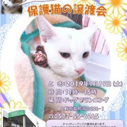 保護猫譲渡会