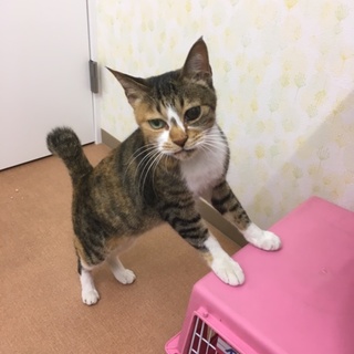 高齢猫ちゃんの飼い主さん募集してます。