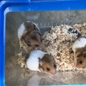 ゴールデンハムスター3匹