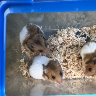 ゴールデンハムスター3匹