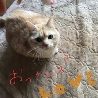 丸顔で大きな体の甘えん坊 クリームトラ