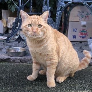 大型！成猫ちゃんお家募集中！