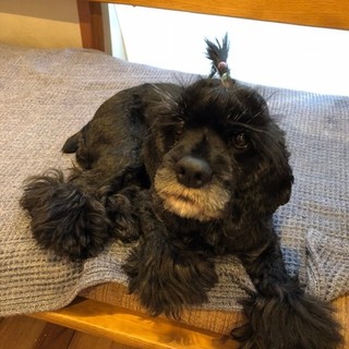 お散歩上手！穏やかで甘えん坊なしずくちゃん