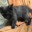 それなりに育った猫の飼い手募集