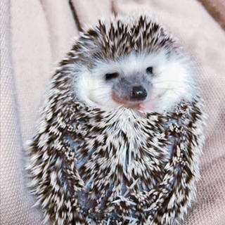 里親募集。引っ越しのため飼えなくなりました。