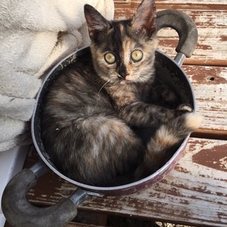 サビ猫、リンちゃんの里親募集！