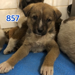 引き出されました