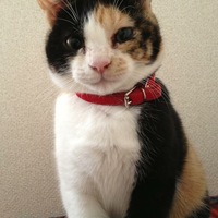 フィガロ