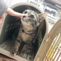 人間が大好きなパステルカラーのキジちゃん！