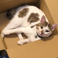 ウィル
