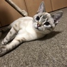 モカむーた