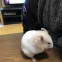 只今、里親希望の方と商談中です。