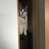 東ぷた男ジュニア