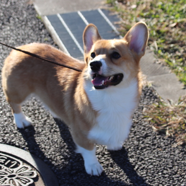 もちもちクッキーのカバー写真