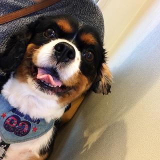 キャバリア☆レオ☆男の子 現在募集停止中