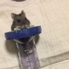 さくら 