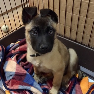 仔犬の里親募集