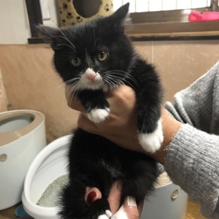 くつ下をはいたモフモフ☆ジュラちゃん