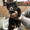 くつ下をはいたモフモフ☆ジュラちゃん サムネイル3