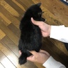 くつ下をはいたモフモフ☆ジュラちゃん サムネイル4