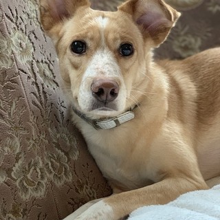 ずっとの家族を探してます