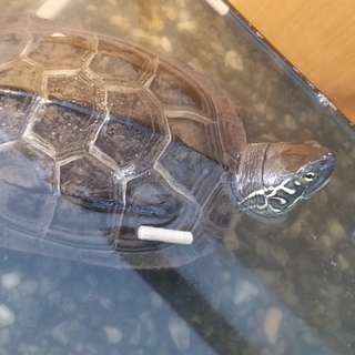 クサ亀さんの里親募集中です！