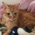 おじいちゃん猫ちゃんの里親募集します。