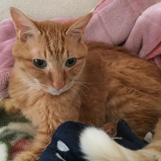 おじいちゃん猫ちゃんの里親募集します。