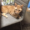 おじいちゃん猫ちゃんの里親募集します。 サムネイル2