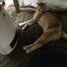 おじいちゃん猫ちゃんの里親募集します。 サムネイル3