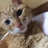 おじいちゃん猫ちゃんの里親募集します。 サムネイル4