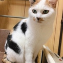 澄んだ緑の目が印象的なライムちゃん♪