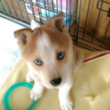 ハスキーMIX？青い眼のコウちゃん  ２ヶ月