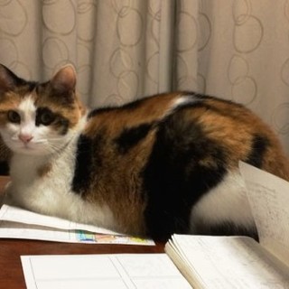 灯ちゃん　　　　　5歳くらいの女の子