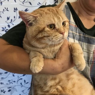 まつ毛が長くてまん丸のアメショーの男の子