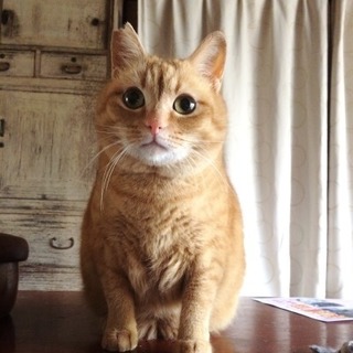 茶子ちゃん　　　　　5歳くらいの女の子