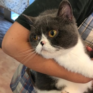 まん丸小さ目サイズの女の子のブリティッシュです。