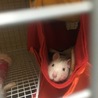 ももた。