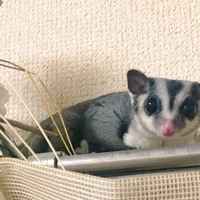 めだま