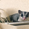 めだま