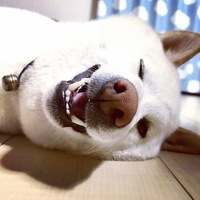 クマ
