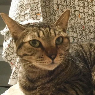 【リョウマ】ざっくりヒョウ柄模様のイケメン