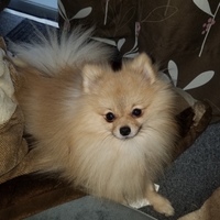 おこげ