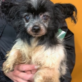 M3　飼育放棄でセンターから保護、良い子です。