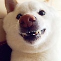 「お父さん」とそっくり、白い柴犬ちゃん