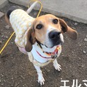 ☆ビーグル風Mixのエルマーちゃん里親さん募集中☆