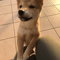 アズキ