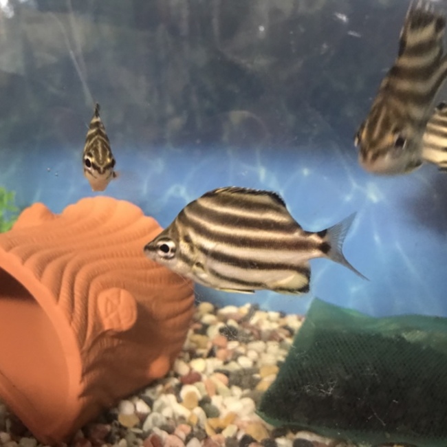 ダイララちゃんのカバー写真