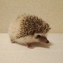 東京都にて、生後３ヶ月のハリネズミ