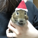 デグーたちを家族に仲間入りしませんか？